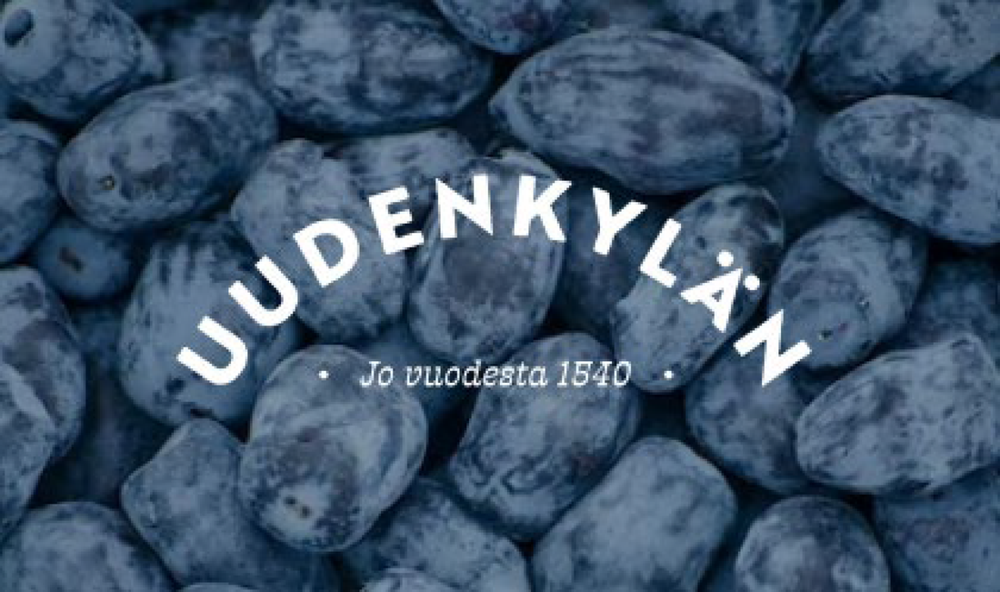 Tiedote 15.6.2025  Terveellistä uutuusmarjaa Salosta – hunajamarja hurmaa maullaan ja ravintoarvoillaan